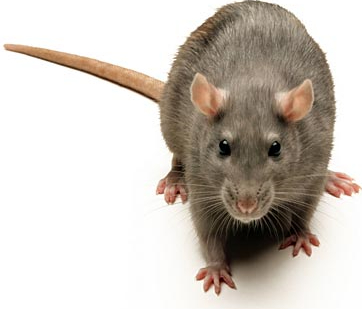 Brown Rat (Rattus Norvegicus)